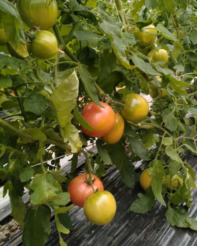 収穫前のトマト