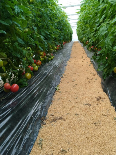 ハウス内の写真